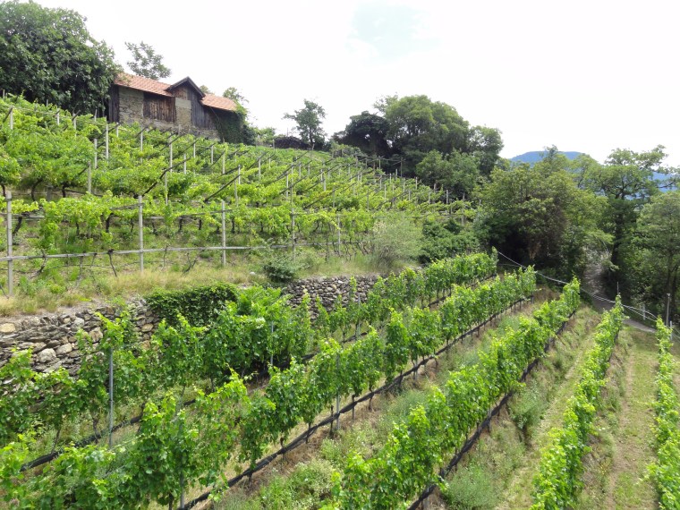 ma pilar subich mitjanas 2